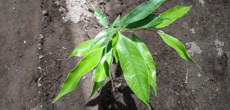 Read more about the article THE MOST EXPENSIVE WOOD ON EARTH